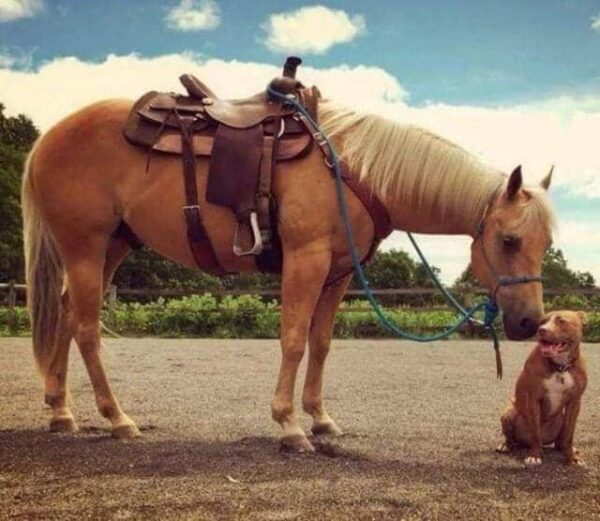 Broderie Diamant Cheval avec un Chien