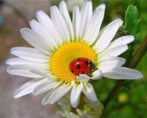 Broderie Diamant Coccinelle et Marguerite