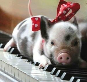 Broderie Diamant Petit Cochon sur un Piano