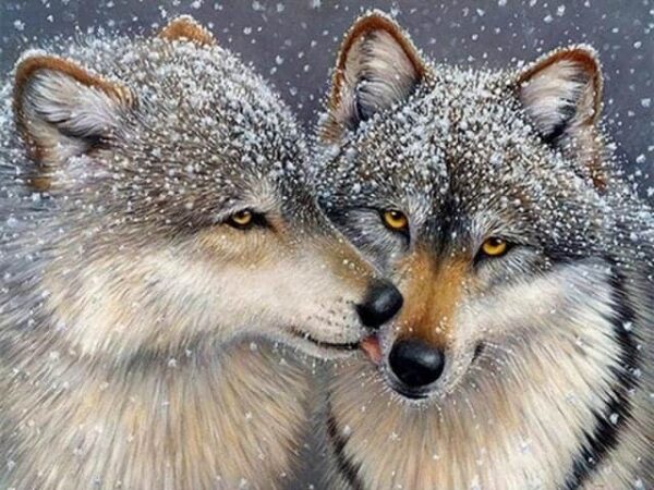 Broderie Diamant Couple de Loups