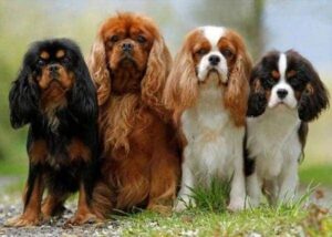 Broderie Diamant Famille Chiots