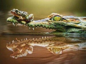 Broderie Diamant Grenouille sur Crocodile