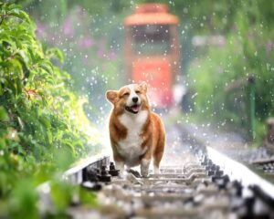 Broderie Diamant Chien sur les rails