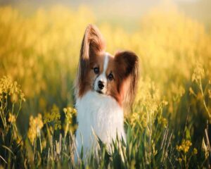 Broderie Diamant Petit Chien dans un champ