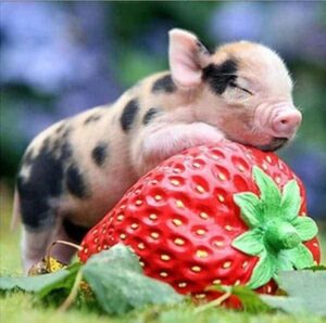 Broderie Diamant Bébé Cochon et Fraise