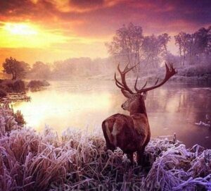 Broderie Diamant Cerf au bord de l'Eau