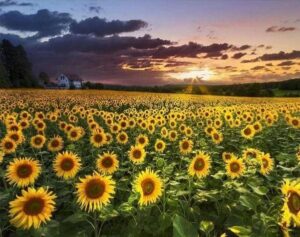 Broderie Diamant Champ de Tournesols