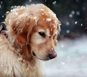 Broderie Diamant Chien sous la Neige