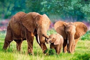 Broderie Diamant Famille d'Eléphants