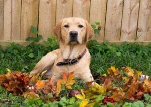 Broderie Diamant Labrador