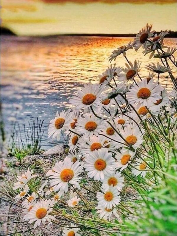 Broderie Diamant Marguerites au bord de l'Eau