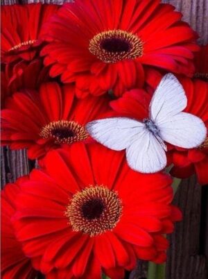 Broderie Diamant Marguerites rouges et Papillon blanc