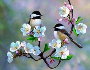 Broderie Diamant Petits Oiseaux et Fleurs Blanches